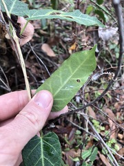 Leichhardtia lloydii