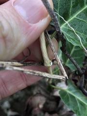 Leichhardtia lloydii