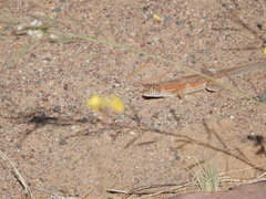 Acanthodactylus boskianus asper