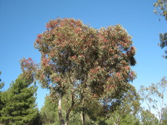 Eucalyptus leucoxylon leucoxylon