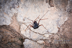 Paraphrynus carolynae