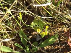 Sebaea pentandra burchellii