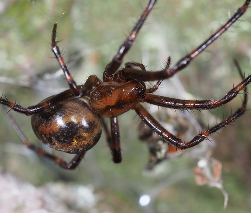 European cave spider
