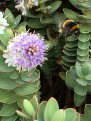 Bombus terrestris
