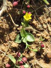 Sebaea pentandra burchellii