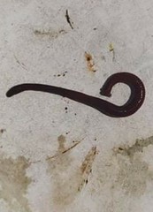 Haemopis