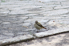 Phoenicurus phoenicurus