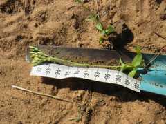 Sebaea pentandra burchellii