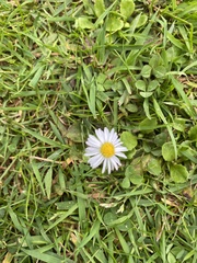 Bellis perennis