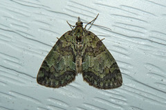 Hydriomena transfigurata