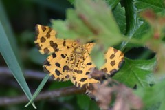 Pseudopanthera macularia