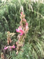 Onobrychis montana