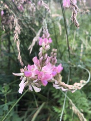 Onobrychis montana