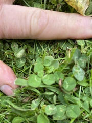 Trifolium repens