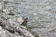 Carduelis carduelis