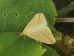 Rhodometra sacraria