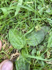 Plantago major