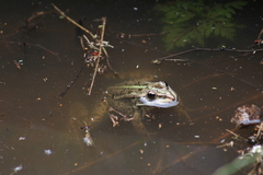 Pelophylax ridibundus