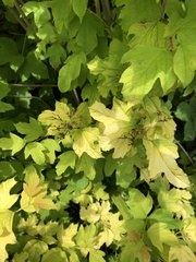Viburnum opulus