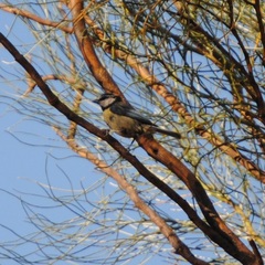 Cyanistes caeruleus