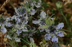 Nigella arvensis