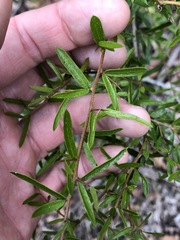 Pittosporum viscidum