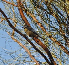 Cyanistes caeruleus