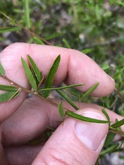 Pittosporum viscidum