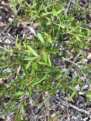 Pittosporum viscidum