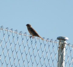 Passer domesticus