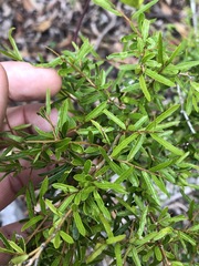 Pittosporum viscidum