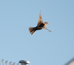 Passer domesticus