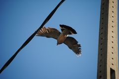 Columba palumbus