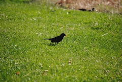 Turdus merula