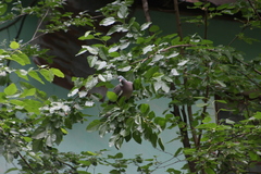Columba palumbus