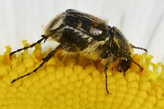 Trichiotinus affinis