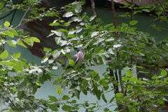Columba palumbus