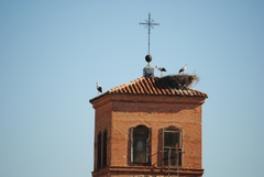 Ciconia ciconia