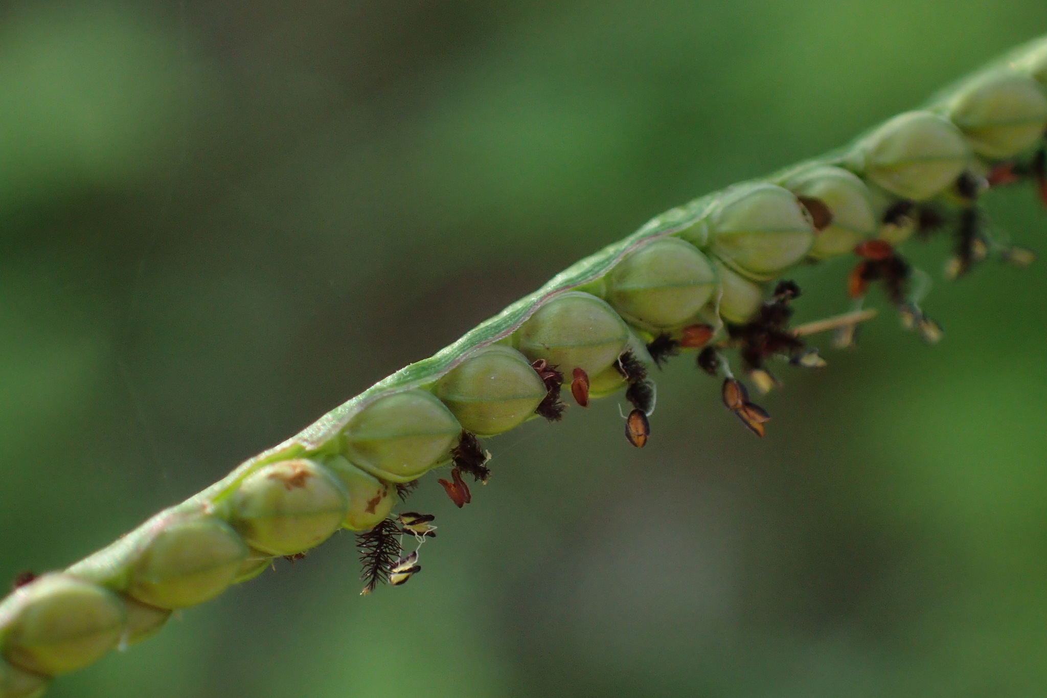 Paspalum orbiculare
