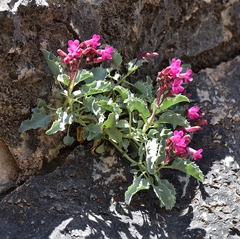 Penstemon petiolatus