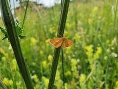 Idaea serpentata