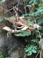 Cerioporus squamosus