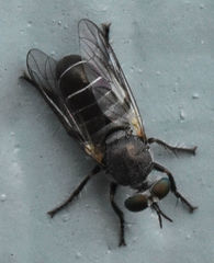 Atomosia melanopogon