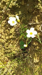 Oxalis goniorrhiza