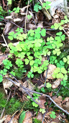 Oxalis