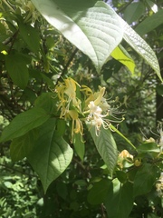 Lonicera
