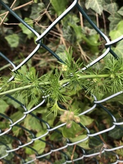 Delphinium consolida