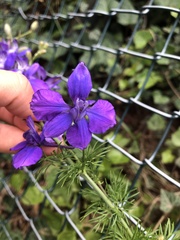 Delphinium consolida
