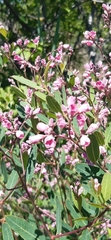 Apocynum venetum