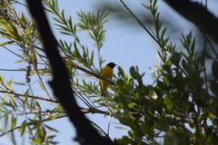 Euphonia trinitatis